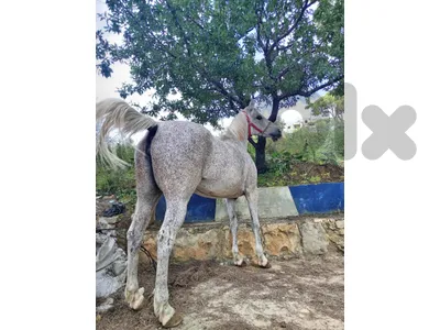 فرس مسجلة