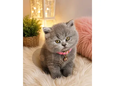Scottish straight and British shorthair