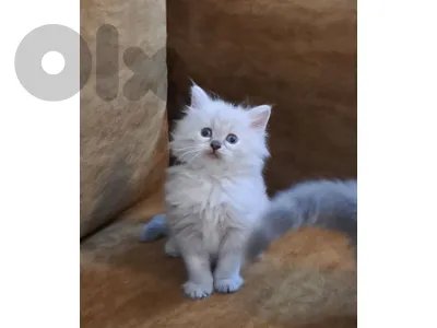 persian , himalayen  kittens