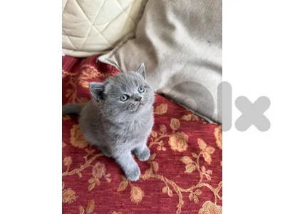 British kitten  pure 100%