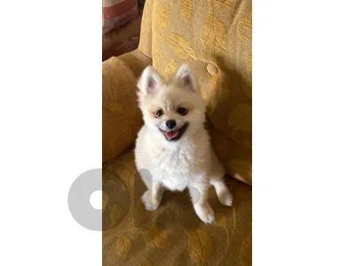 5 months old Pomeranian