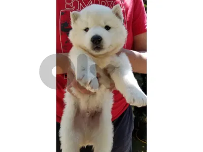 5 adorable husky puppies