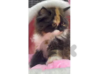 Kittens for sale