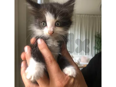 MIXED BREED KITTENS