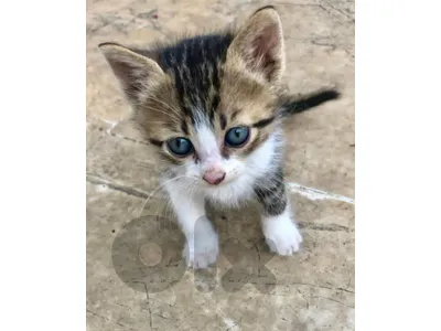 MIXED BREED KITTENS
