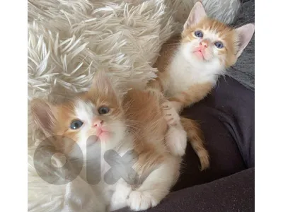 MIXED BREED KITTENS
