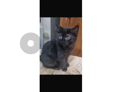 2 himalayan kittens for adoption