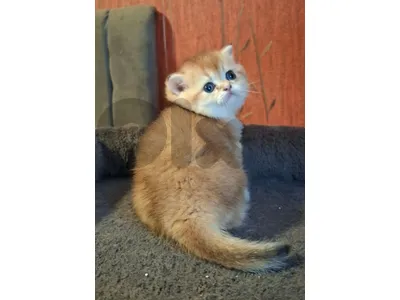 Golden Chinchilla NY12 Kittens for reservation 🔥