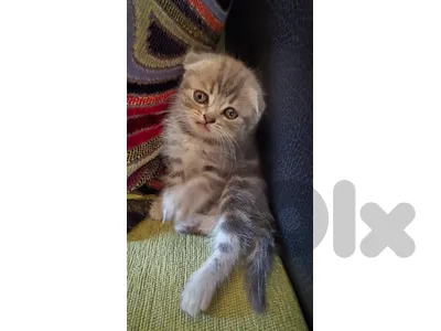 Scottish Kitten