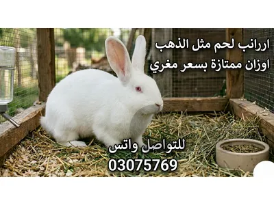 🐇 أرانب فرنسية أصيلة – جميع الأعمار والأوزان 🐇