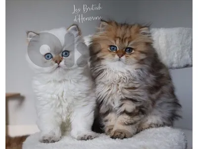 silver chanchilla للحجز 70485808