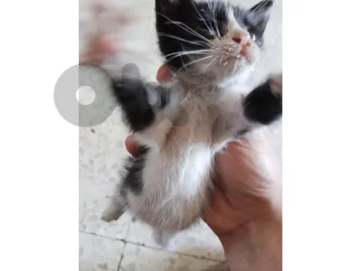 kitten Lal tabane omra month w Fe whde akbr