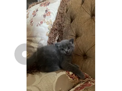 Male scottich for sale