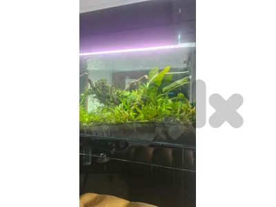 fresh water full planted aquarium for sale