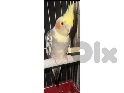 TAMED COCKATIEL