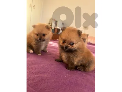 mini pomeranian