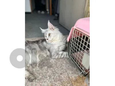 مطلوب عروس