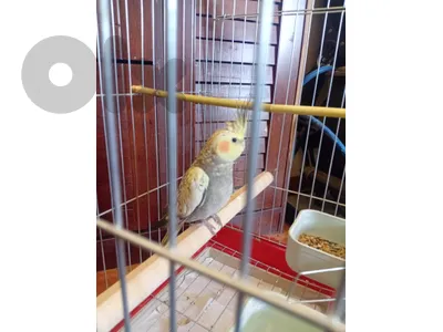 cockatiel