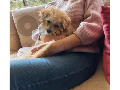 Multipoo