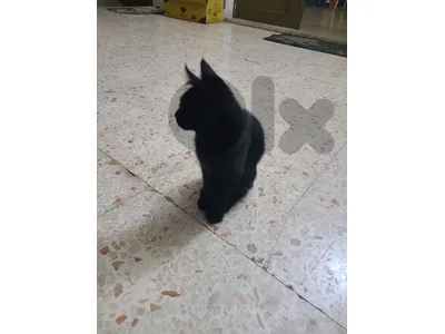 black kitty for sale
