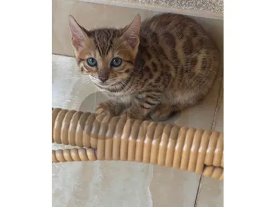 bengal cat