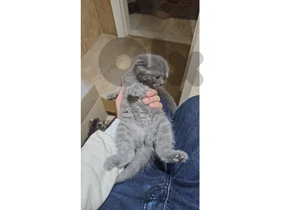 scottish fold