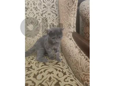 3 months scottish fold cat