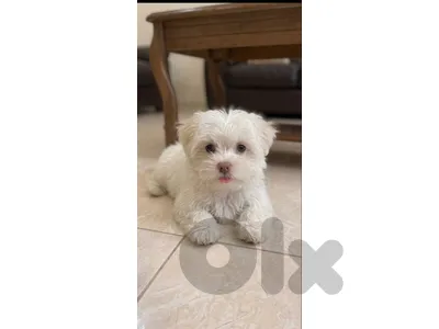 Maltipoo bichon mix Puppy