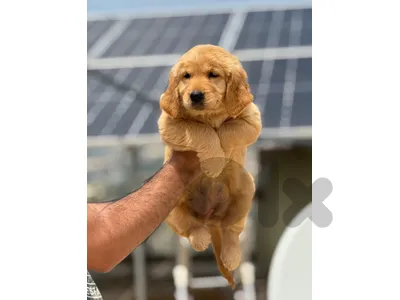 golden retriver