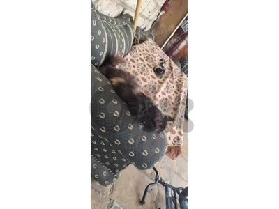 راس المتن