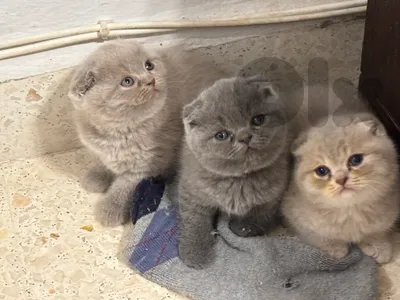 Scottish Fold  pure short hair kittens Available