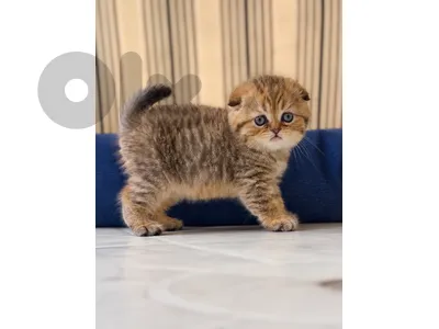 غولد شنشيلا الاصلي