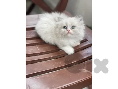 كيتن عدد ٢ للبيع نوعيتن بيرجن انثى