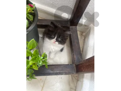 كيتن للبيع نوعيتن بيرجن انثى