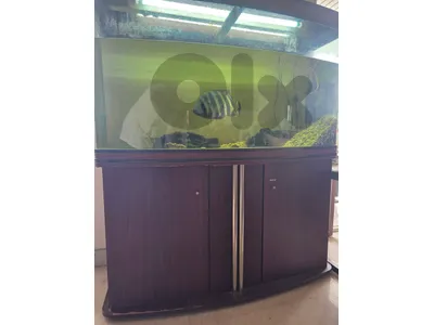 Aquarium 126×145×45 fresh water