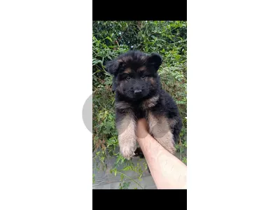 german shepherd
