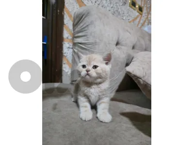 golden british kitten