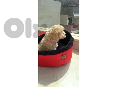 maltese dog
