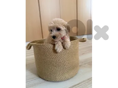 maltese dog