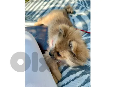 imported pomeranian