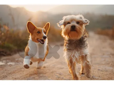 Dog Stuff Toy