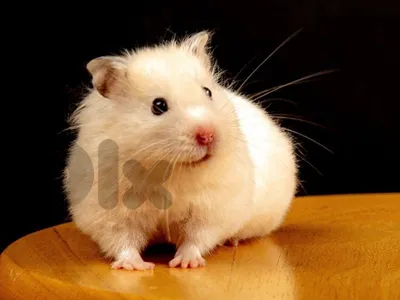 Hamster [هامستر ]