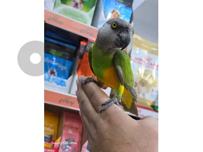 senegal parrot