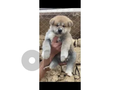akita imported