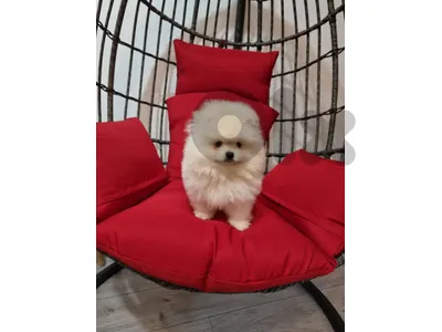 pomeranian