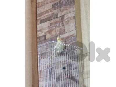 cocktail bird