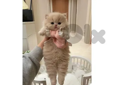 kittens for contact 70485808