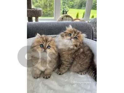 ragdol kittens male and female
