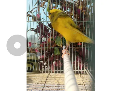 Canary Birds for sale last price