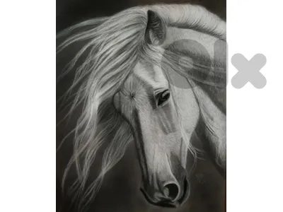 horse dry pastel painting لوحة حصان رسم يد